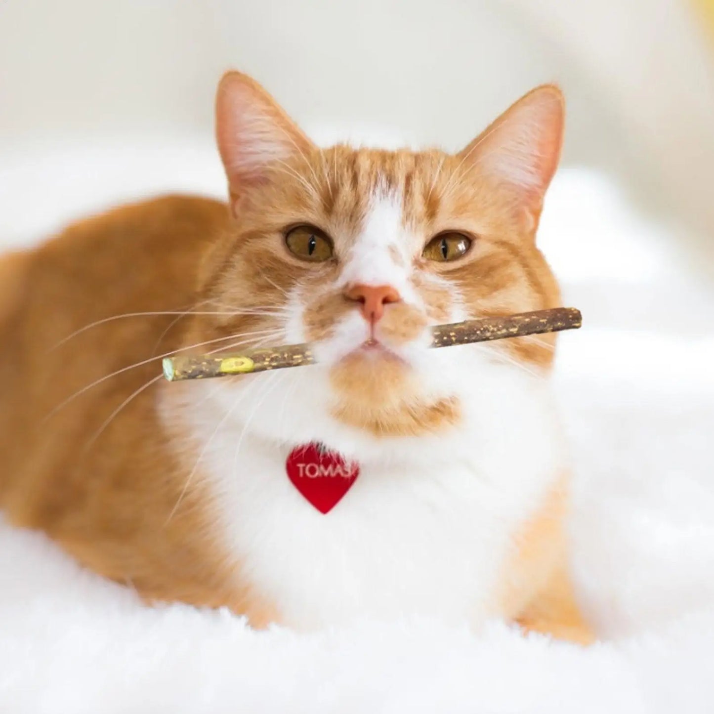 Natural Silvervine Catnip Sticks - Dental Chew Toy for Cats (10g)