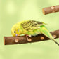 Natural Wood Bird Perch Stand - Paw Grinding Branch for Parakeets & Cockatiels