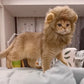 Lion Mane Cat Costume - Humorous Adjustable Headgear for Pets