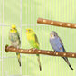 Natural Wood Bird Perch Stand - Paw Grinding Branch for Parakeets & Cockatiels